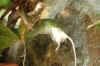 foto 11 Morelia viridis comiendo dentro del terrario.jpg (425689 bytes)