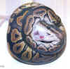 foto 21 Complete ball python.jpg (130529 bytes)